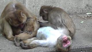 Amazing snow monkey family #646  ニホンザル一家の日常【Cute animal videos】
