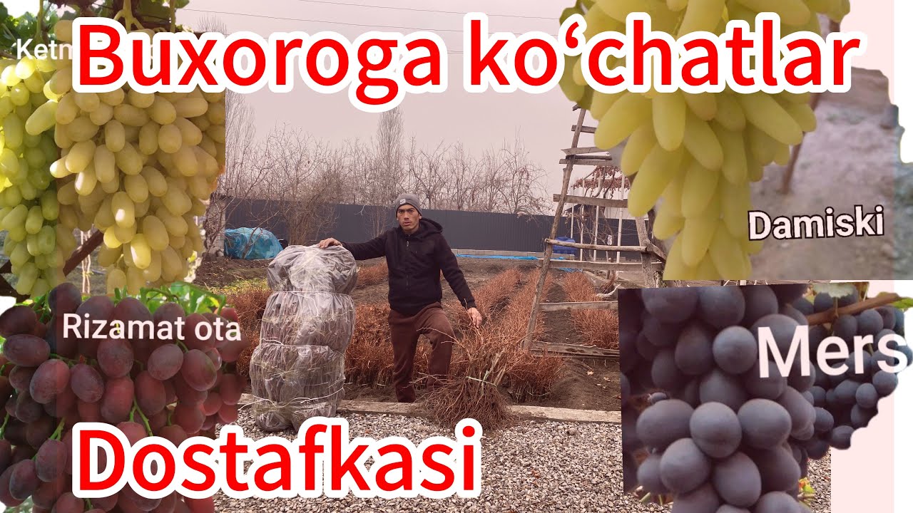 Uzum koʻchatlarimizdan Buxoroga yubordik sizga ham kerakmi? 911269939 ga tel qiling