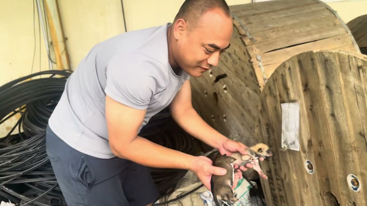 Helping a Mother Dog Build a Warm Home for Her Newborn Puppies