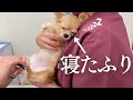 大嫌いな病院を寝たふりでやり過ごすチワワ