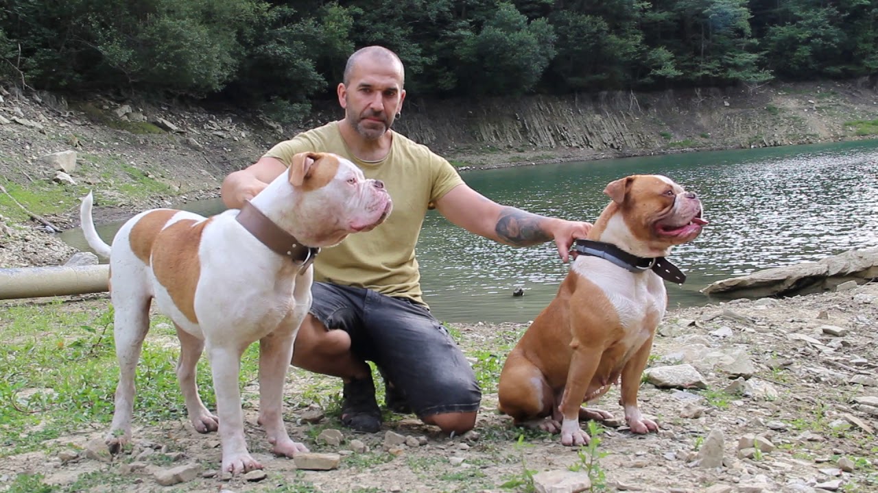 camera iphone 8 plus apk GADIRBULLS AMERICAN BULLDOG