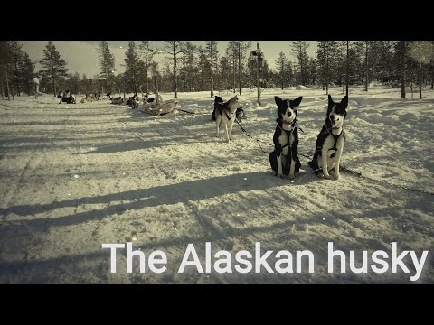 Video: Alaskan Husky Aub Kev Ua Rog Hypoallergenic, Noj Qab Haus Huv Thiab Lub Neej Span