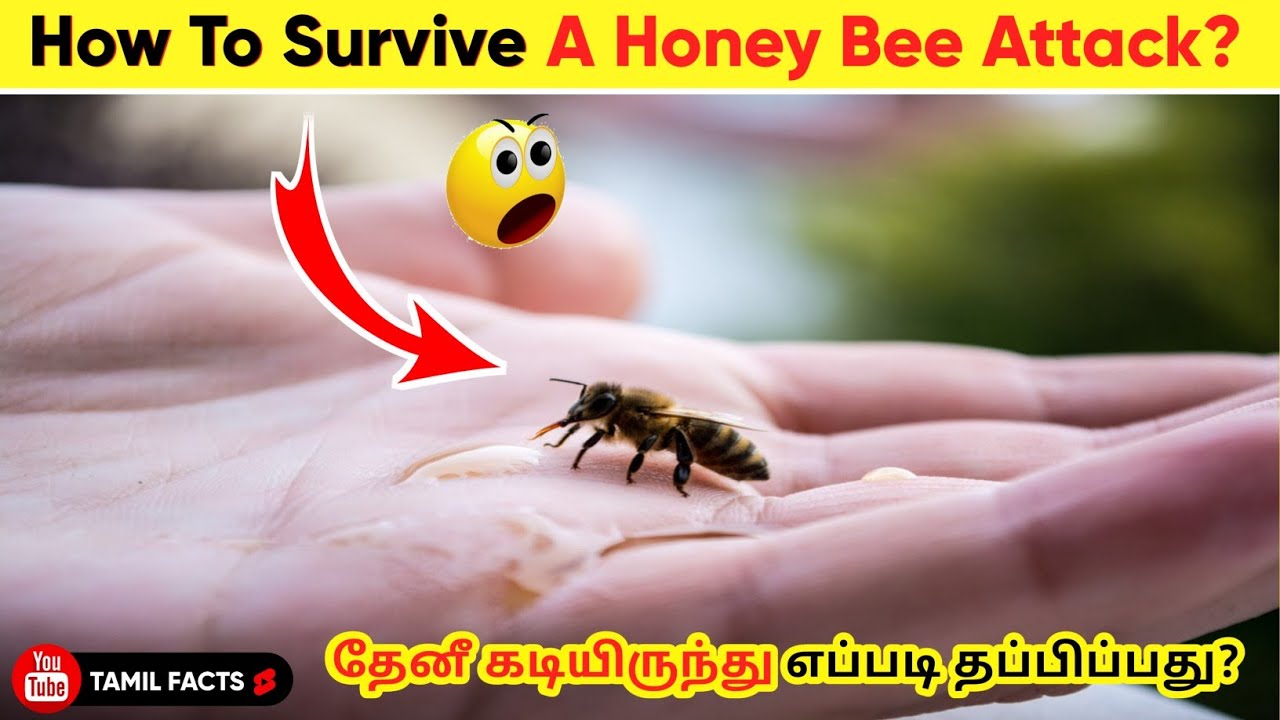 Honey Bee Attack பண்ணா என்ன பண்ணனும்? facts in minutes _ infact tamil