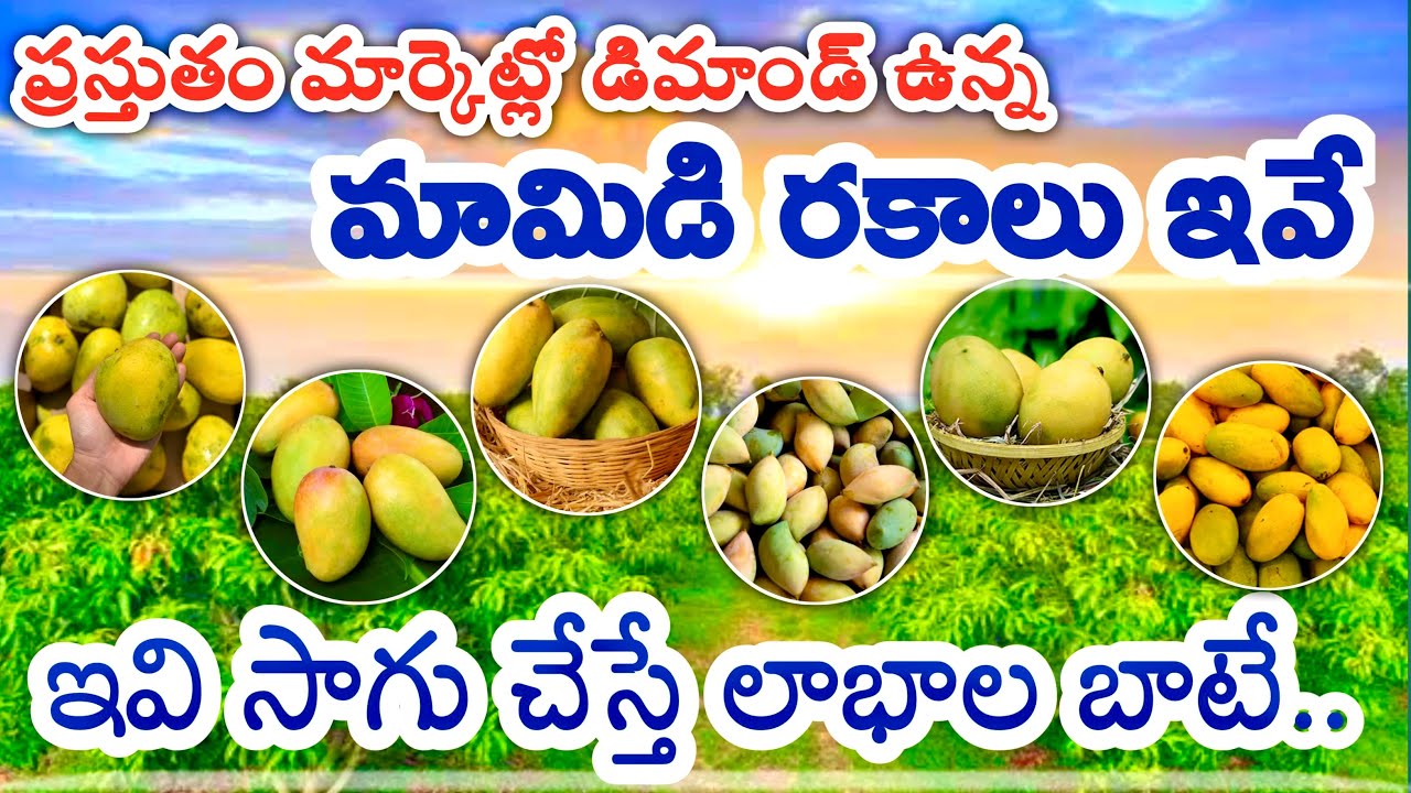 మామిడి రకాలు | MANGO VARIETIES | MANGO TYPES | HIGH DEMAND MANGO VARIETIES | NETIRAITHU #telugu 2024
