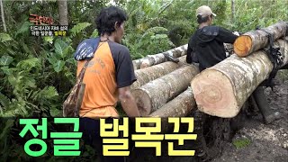 밀림 속 극한직업, 인도네시아 벌목꾼의 아찔한 노동