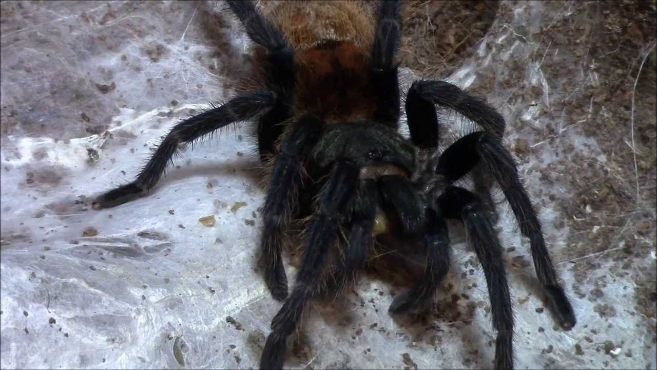 project13 gyms Tarantula Feeding #13 and Update
