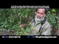 Plant 296     lavanga  clove  herbal  the plant  vanashree