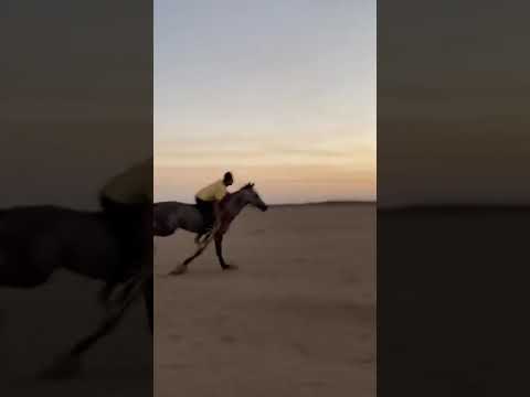 خيال متمكن يرمي اللجام وهو بكل سرعة 