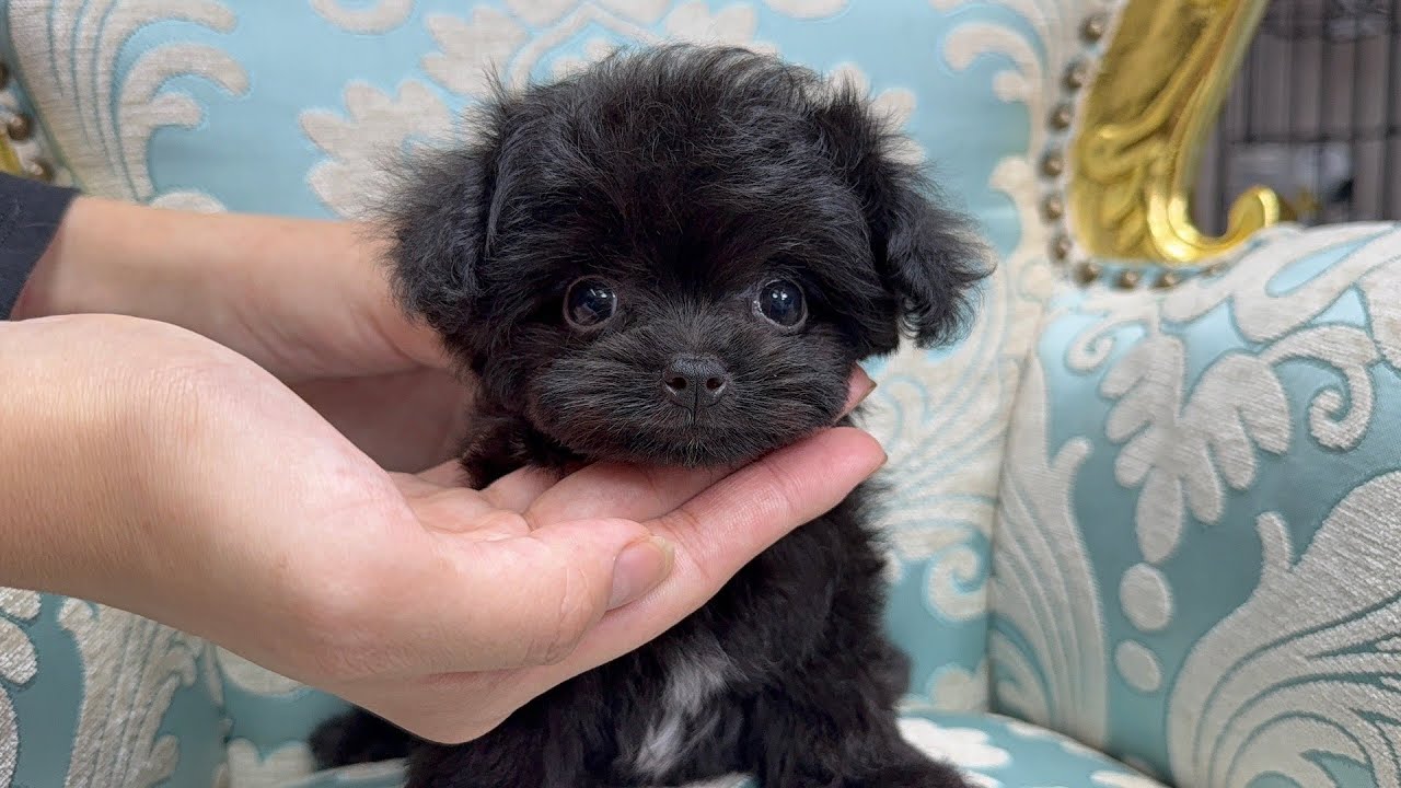 ⭐️チワプー・2025年6月25日生まれ・ブラック・女の子・お