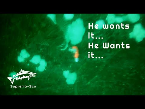 Big Lingcod tastes