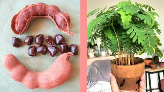 زراعة بذور التمر الهندي _ How to Grow Tamarind from Seed _ Germinating Tamarind Seeds