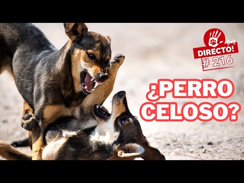¿LOS PERROS SIENTEN CELOS? 😞 ► 🔴DIRECTO # 216