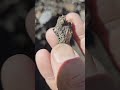 #rockhounding #crystals #quartzcrystals #treasure #nature