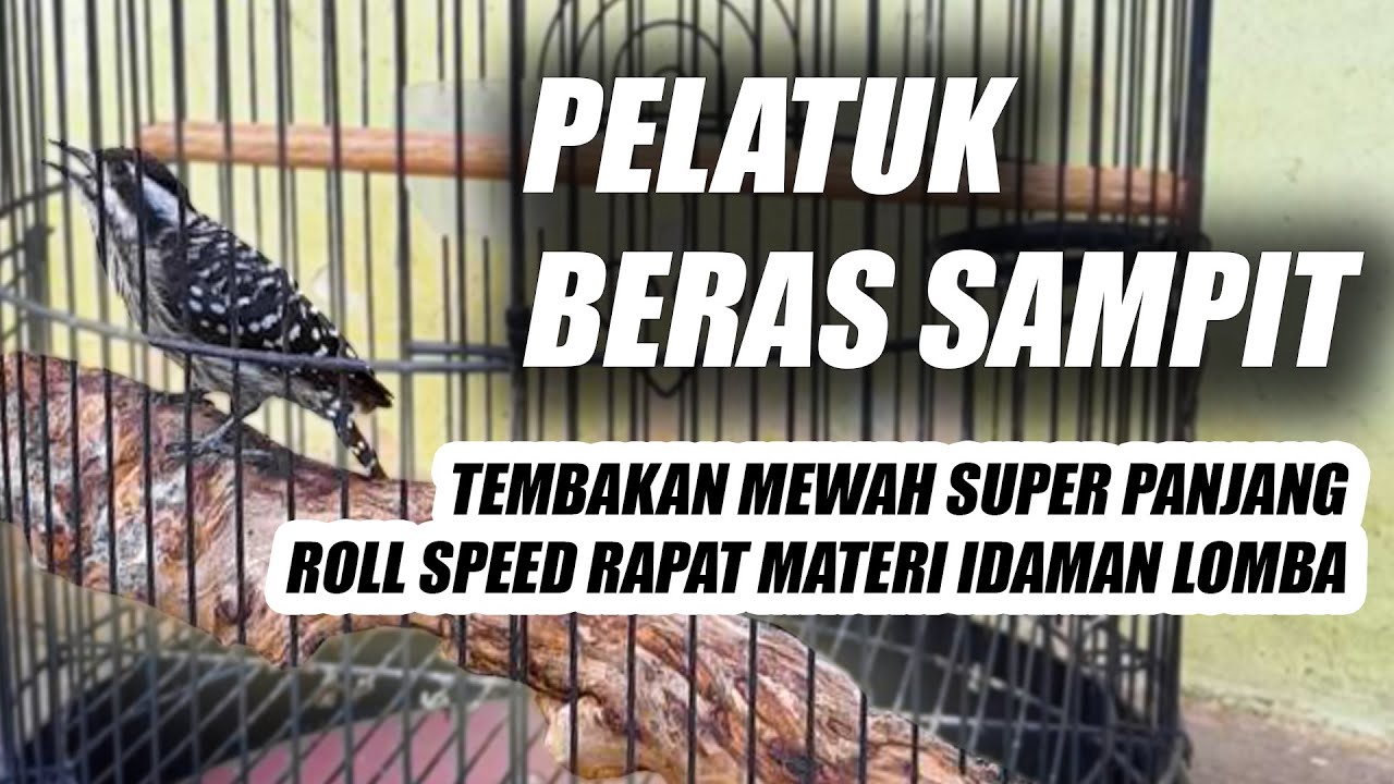 PELATUK BERAS MEWAH!! MASTERAN PELATUK SAMPIT JERNIH JEDA NEMBAK PANJANG BUAT SOGON CUCAK IJO MURAI