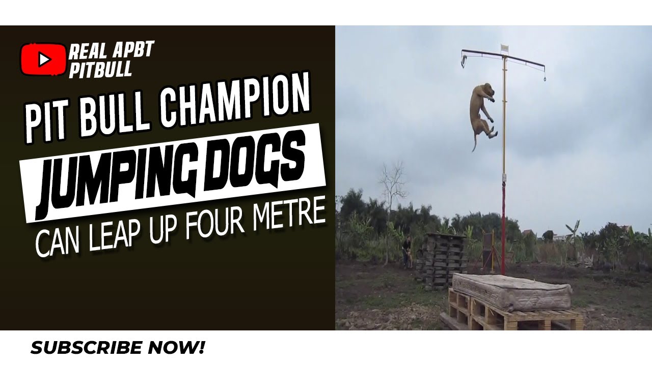 Pit Bull Champion Jumping Dogs - Can Leap Up Four Metre Walls