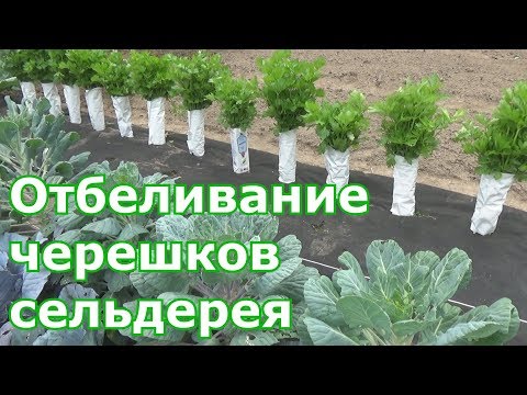 Как отбелить черешковый сельдерей