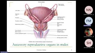L1  Reproductive physiology  Pharmacy 2  Faisal Mohammed 20260802 144754 Meeting Recording