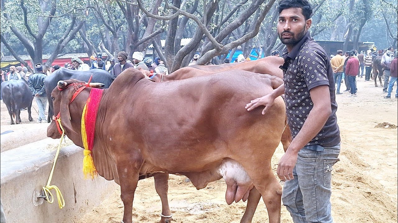 🌳👌देखिए टाॅप साहीवाल व गिर kalu bhai dairy farm पर किस भाव में बिक रहीं हैं | sahiwal | gircow 