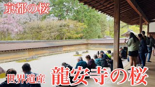 2024年4月8日 京都の世界遺産 龍安寺の桜🌸を歩く Walk around Ryoanji Temple,Kyoto 【4K】