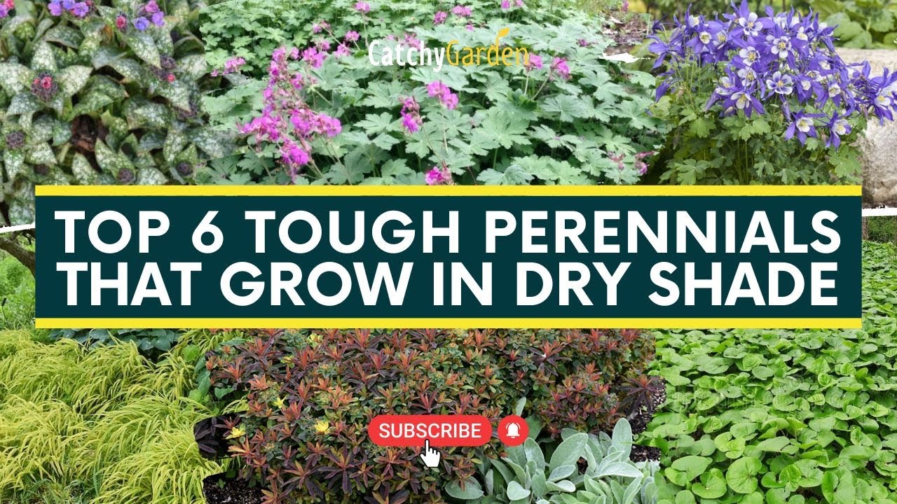 Top 6 Tough Perennials That Grow in Dry Shade 🌷🍃 // Gardening Ideas