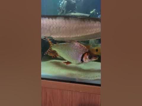 Red atabapo pike cichlid!! - YouTube