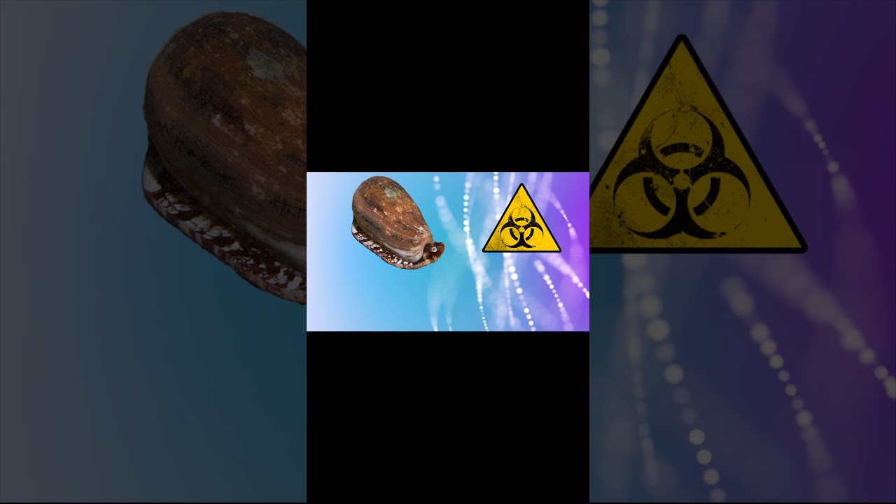 географический конус 