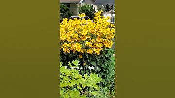 In My Garden Beautiful Perennial 