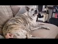 Dog has priceless reaction when scratched in sweet spot