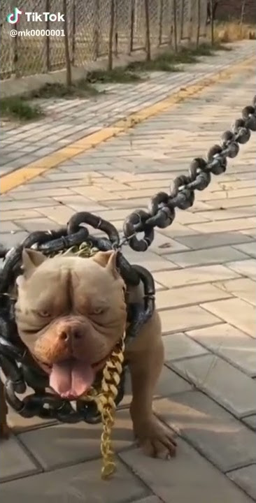 Top  breads of petbull