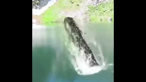 El tiburón más grande del mundo