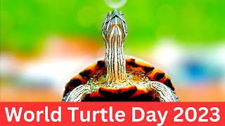 The Majestic Guardians: Celebrating World Turtle Day || World Turtle Day 2023