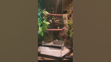 My new snake (green tree python) and his terrarium.