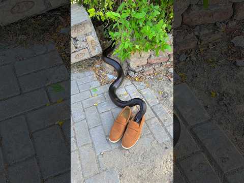 Gog safe his life from snake #emotional #prayer #viralvideo #youtubeshorts #emanation #india