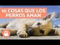 10 cosas que los perros AMAN