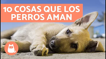 ¿Qué les disgusta a los perros?