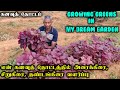 கனவுத் தோட்டம் | கீரைகள் | தரையில் கீரைகள் வளர்க்க சில டிப்ஸ்  | Growing greens in my dream garden