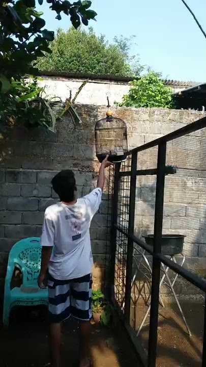 CARA MENANGKAP LOVE BIRD YG LEPAS
