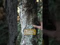 Natural air purifiers #airpurifier #naturewalk #facts #viralshort #learning