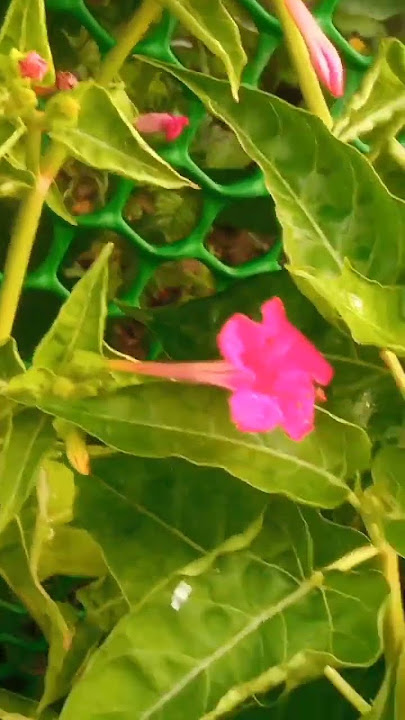 Mirabilis jalapa #subscribe #like #youtubeshorts #youtube #plant #flower #nature #shorts #viral