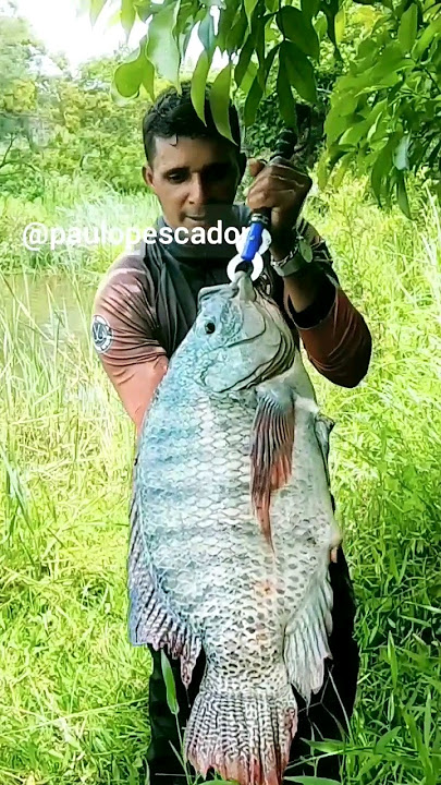 Pescaria das tilápia gigante.