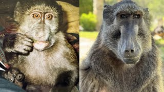 The Life Story of Cindy the Baboon