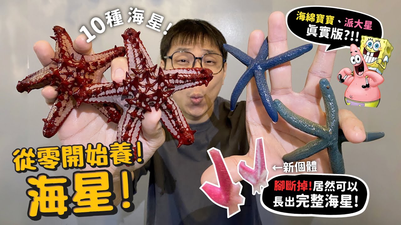 【從零開始養】派大星!10種海星!2025年全新引進海星-派大星!原來海綿寶寶也有真實版!海星斷掉的部分可以生成新海星!【許伯簡芝】