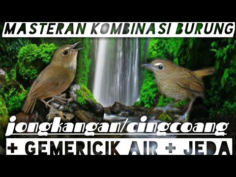 jongkangan gacor masteran mewah #jongkangan