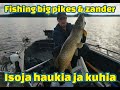 Fishing big pikes and big zanders  pelagic sharpshooting  year 2020