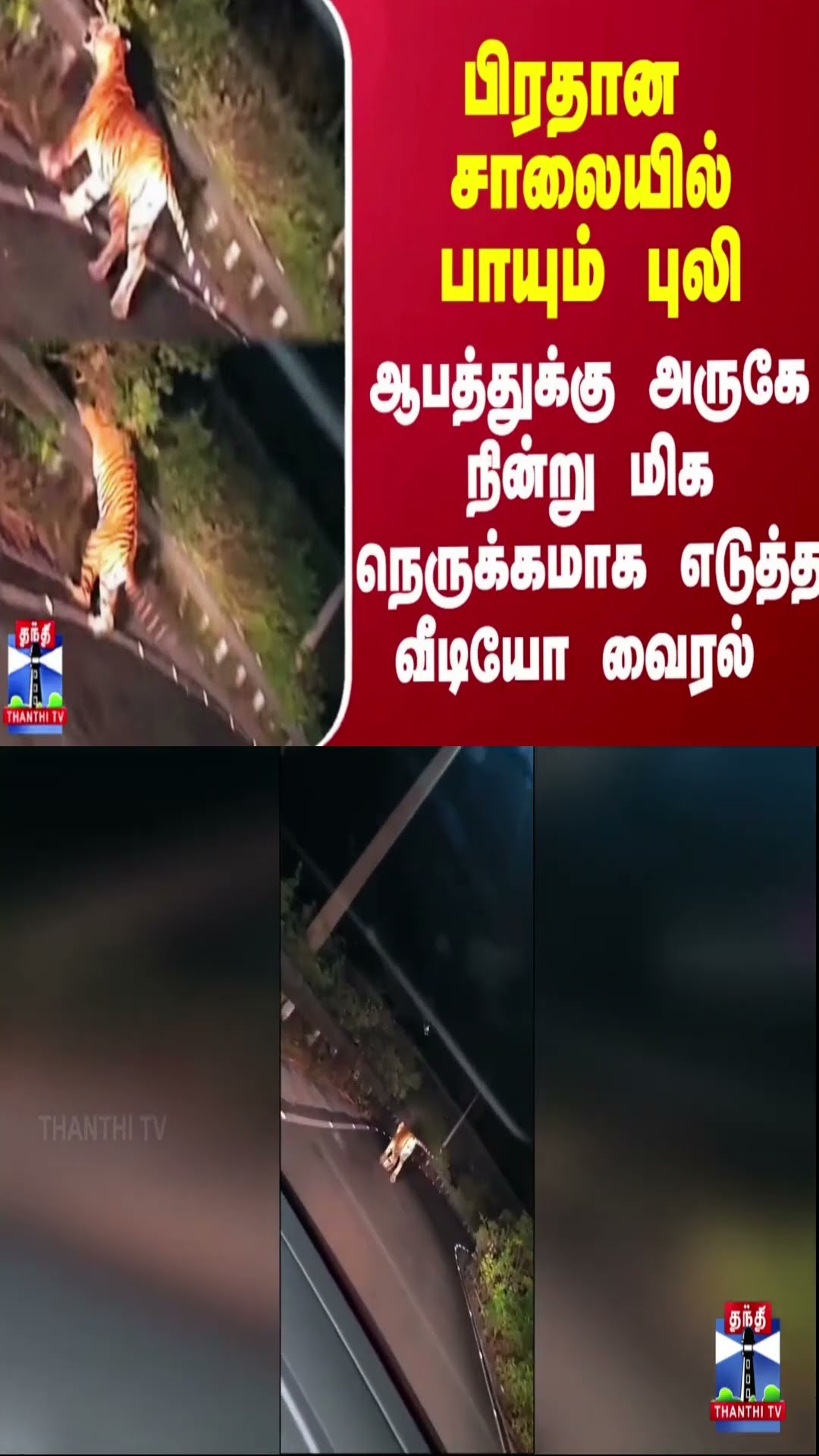 பிரதான சாலையில் பாயும் புலி - ஆபத்துக்கு அருகே நின்று மிக நெருக்கமாக எடுத்த வீடியோ வைரல்