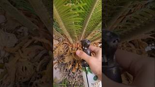 Ancient Cycus under attack?🦋 Saving a living fossil naturally #gardening #Cycus #tips #care #organic