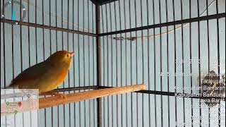 burung robin jantan gacor dorrr ..
