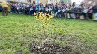 Fornovo Taro Festa Degli Alberi Un Melograno E Un Gelso Nel Giardino Di Via Marconi