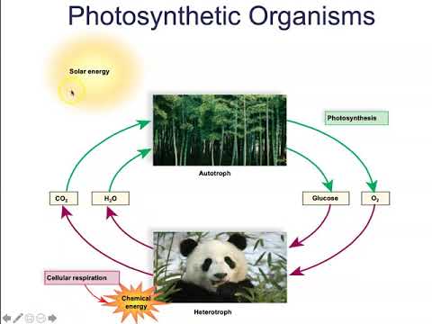 7.1 Photosynthetic Organisms