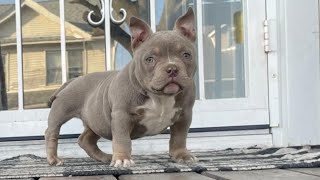 Beautiful micro female Bully